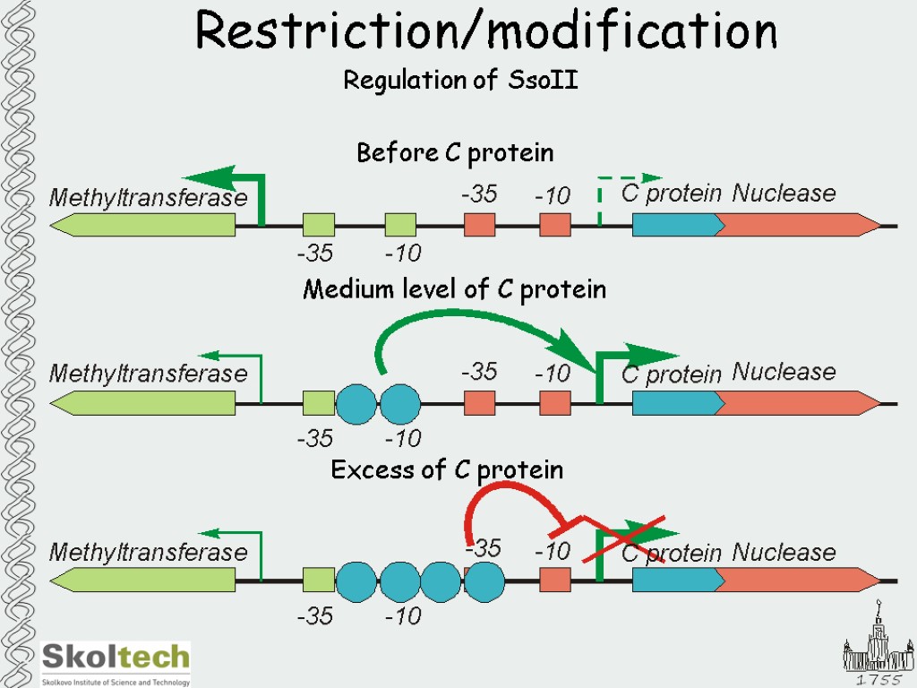 Restriction/modification Regulation of SsoII Before C protein Medium level of C protein Excess of